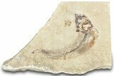 Cretaceous Fossil Fish (Scombroclupea?) - Lebanon #322076-1